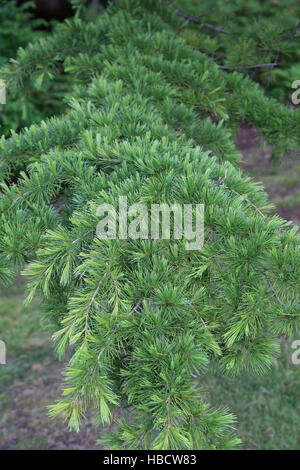 Indian cedar, Cetrus deodara Stock Photo