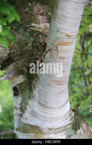 paper-birch-canoe-birch-betula-papyrifera-hbcw99.jpg