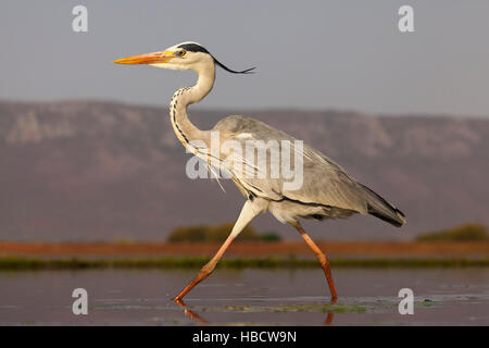 Grey heron (Ardea cinerea)  hunting, Zimanga private game reserve, KwaZulu-Natal, South Africa Stock Photo