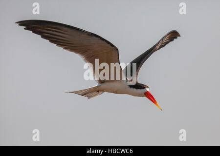 African skimmer (Rynchops flavirostris), Chobe river, Botswana Stock Photo