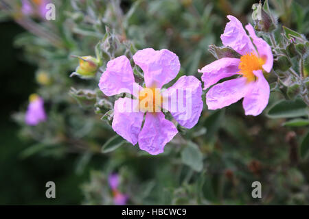 Rock-rose,  Cistus creticus incanus Stock Photo