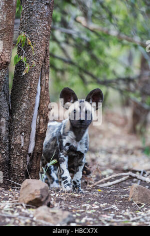 African wild dog pup (Lycaon pictus), Zimanga private game reserve, KwaZulu-Natal, South Africa Stock Photo