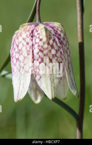 Snakeshead fritillary (Fritillaria meleagris), Iffley Meadow, Oxford Stock Photo