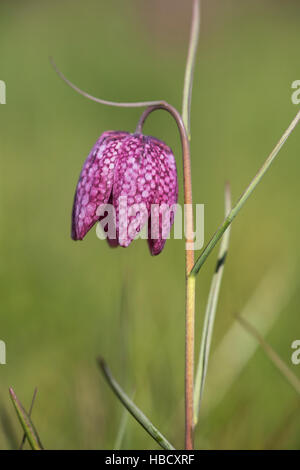 Snakeshead fritillary (Fritillaria meleagris), Iffley Meadow, Oxford Stock Photo