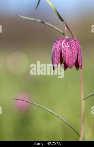 Snakeshead fritillary (Fritillaria meleagris), Iffley Meadow, Oxford Stock Photo