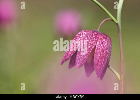 Snakeshead fritillary (Fritillaria meleagris), Iffley Meadow, Oxford Stock Photo