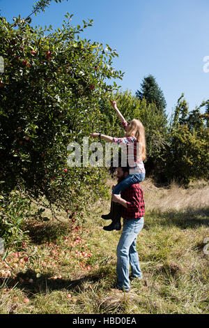 Young woman on boyfriend's shoulders picking apples in organic farm orchard Stock Photo