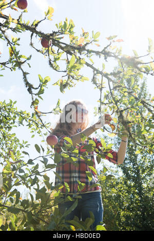 Young woman picking apples on organic farm Stock Photo