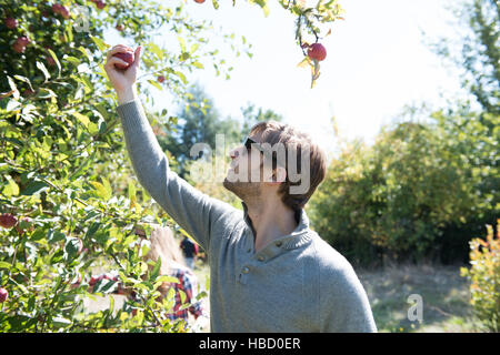 Young man picking apples in organic farm orchard Stock Photo