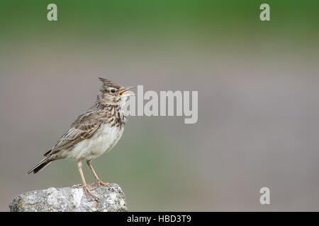 Crested lark in Hungary Stock Photo