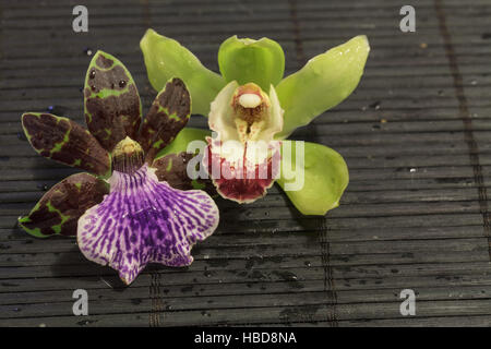 Purple and green orchid, Zygopetalum species Stock Photo
