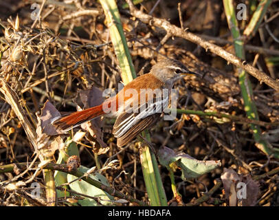 White-Browed Scrub-Robin (Cercotrichas leucophrix) with chestnut back in thick bush at Lake Baringo Rift Valley Kenya Africa Stock Photo