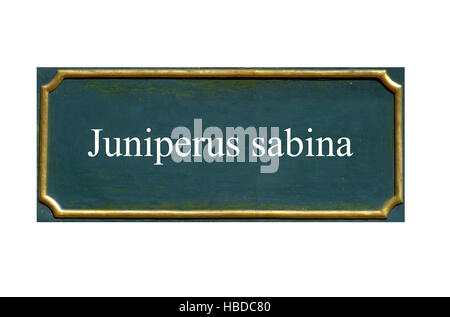 shield Juniperus sabina Stock Photo