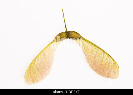 Two winged maple seeds attached to the stem Stock Photo