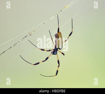 Golden Silk Orb Weaver Spider Stock Photo