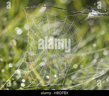 spider web with water drops Stock Photo