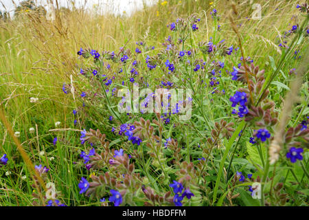 Gemeine Ochsenzunge (Anchusa officinalis) Stock Photo