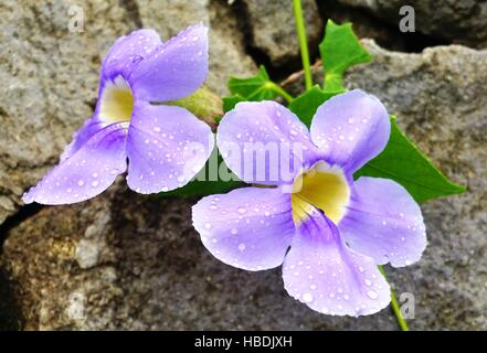 Tropical blue trumpet vine flower (thunbergia laurifolia) or Laurel Clockvine Stock Photo