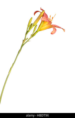 Side view of a single stem with a pink and yellow daylily flower and many unopened buds isolated against a white background Stock Photo