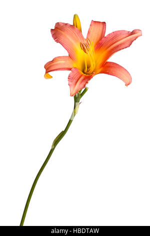 Single stem with a pink and yellow daylily flower and unopened bud isolated against a white background Stock Photo