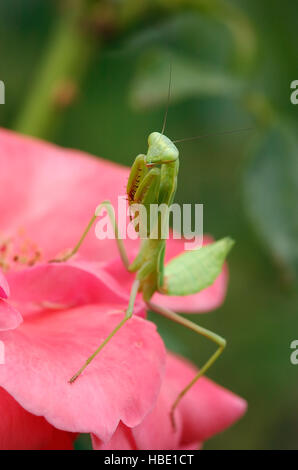 Mantis on Rose, Arizona Mantis female, Stagmomantis limbata, Praying Mantis, Southern California Stock Photo