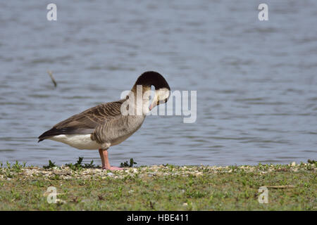 Canada Greylag Hybrid Stock Photo