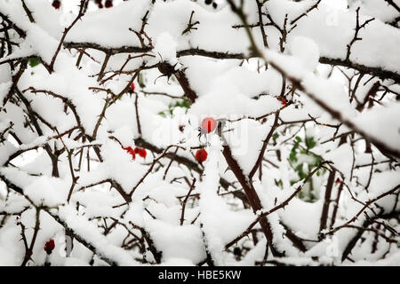 On the branches of the bushes of hawthorn berries hang ripe red berries, covered with first snow fell. Stock Photo