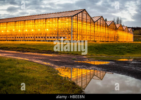 The orange glow of high pressure sodium lamps at the Fridhiemer greenhouses in southwestern Iceland, Europe. Stock Photo