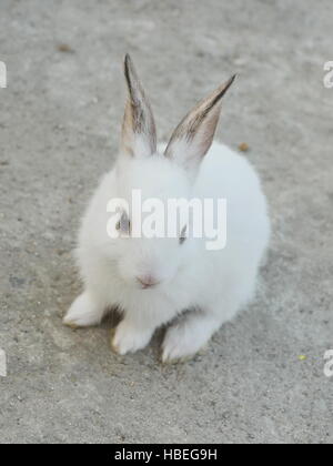 Lovely white rabbit with long ears Stock Photo