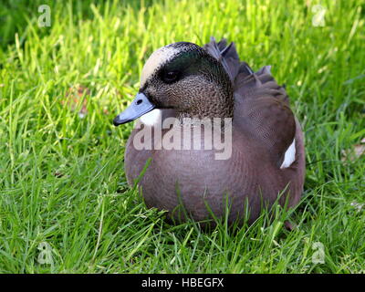 Male  North American wigeon (Anas Americana) Stock Photo