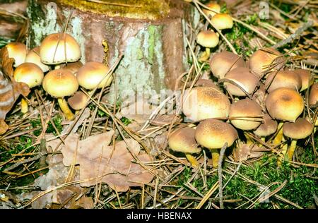 Poisonous mushrooms on a stump. Stock Photo