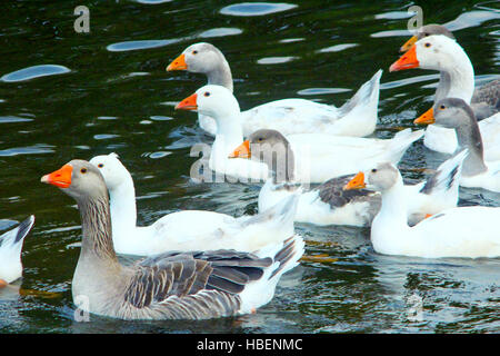 hatch of white geese swimming on the water Stock Photo