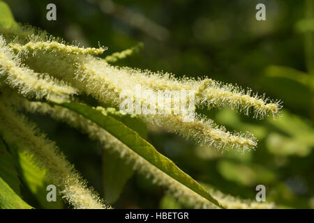 Castanea sativa, Sweet chestnut Stock Photo