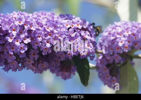 Buddleja davidii, Summer lilac Stock Photo
