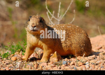 Sparky the Utah Prairie Dog, Cynomys parvidens, Red Canyon, Dixie National Forest, Utah Stock Photo