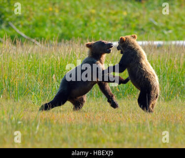 Alaskan brown bear cubs playing Stock Photo - Alamy