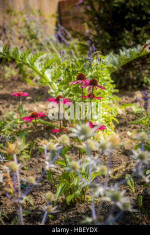 Mixed flower bed in English garden Stock Photo