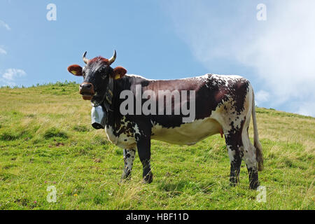 Cow on the Mountains of Nagelfluhkette Stock Photo