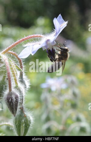 Bee on Borage flower Stock Photo
