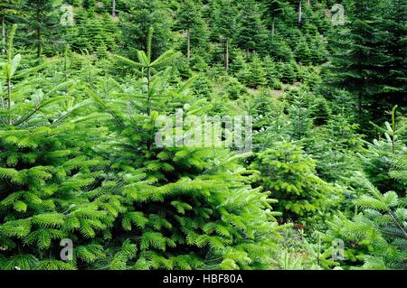 Conservation Nordmann fir Stock Photo