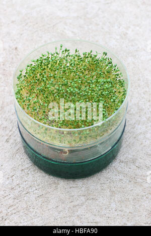 Sprouting seeds of alfalfa in the germination dish Stock Photo