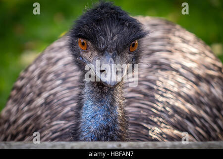 Emu close up Stock Photo