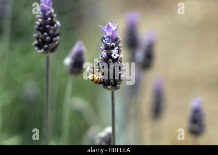 Bee pollinating lavender buds (Lavandula dentata), long-lasting, narrow spikes of purple flowers, topped with pale violet bracts Stock Photo