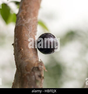 A solitairy 'jabuticaba' (Plinia cauliflora), known as Brazilian grapetree in the tree Stock Photo