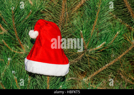 Red Santa Claus hat on fir branch in winter park outdoors Stock Photo