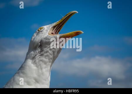 Screaming seagull Stock Photo
