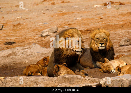 Lions, our regal predator of the African savanna. Stock Photo