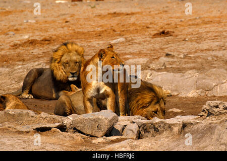 Lions, our regal predator of the African savanna. Stock Photo