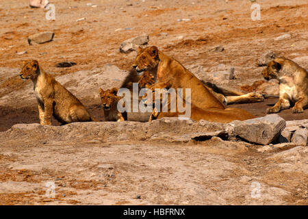 Lions, our regal predator of the African savanna. Stock Photo