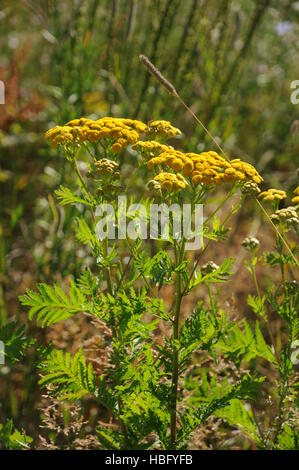 Tanacetum vulgare, Common tansy Stock Photo